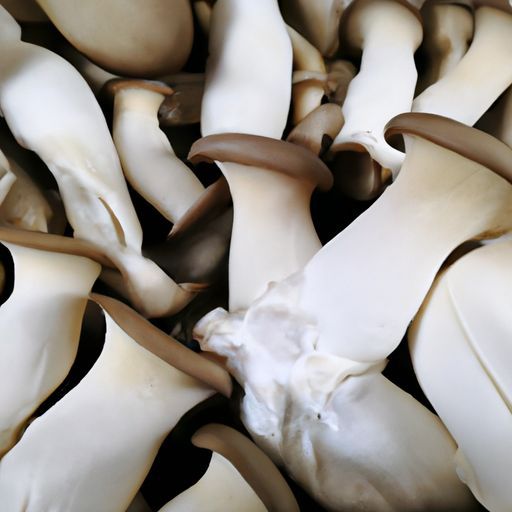 organic fresh royal trumpet mushroom with wholesale price mushrooms DETAN export fresh king oyster mushroom