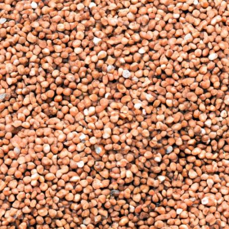 gheriglio/semi di grano saraceno/fiocchi di grano saraceno tartaro Cereali sfusi Grano saraceno biologico di alta qualità all'ingrosso a buon mercato