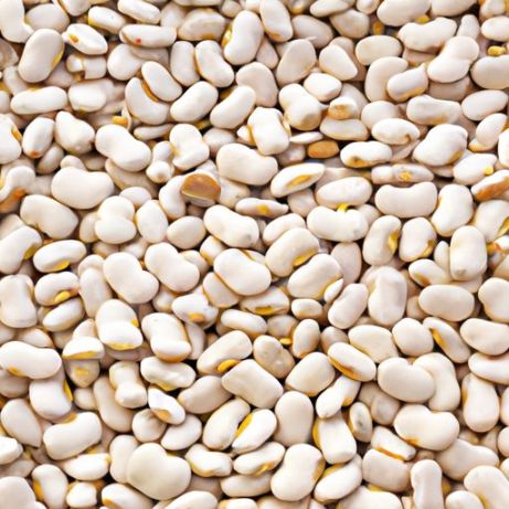 Beans), Large, Peeled wholesale white kidney Split Fava Bean / Broad